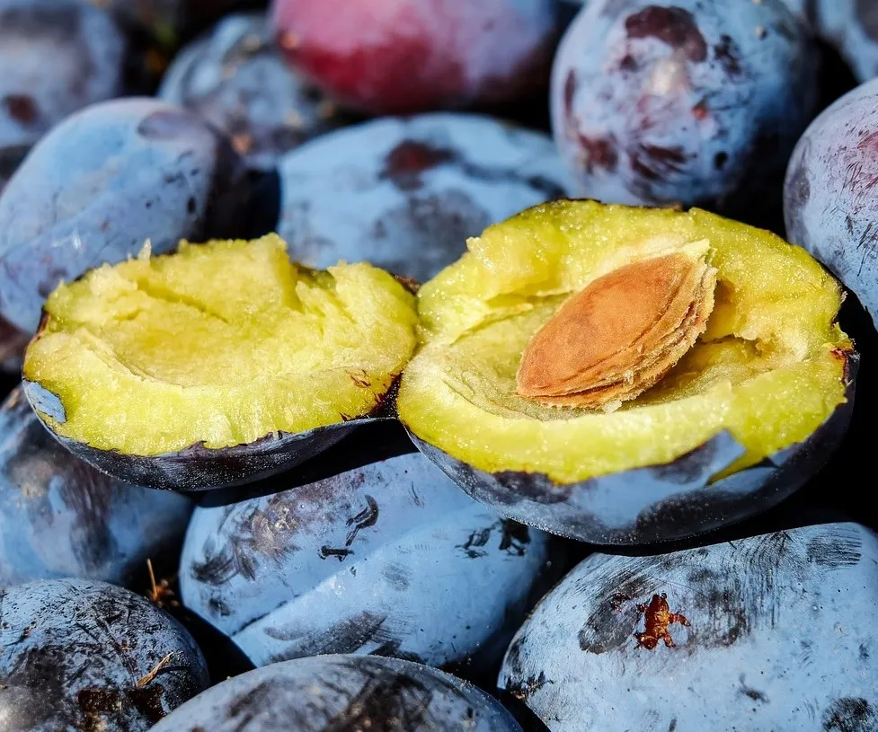 taiwan supplier 100% natural spray dried concentrate plum juice