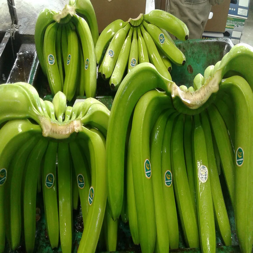 
Bananas Green and Fresh 
