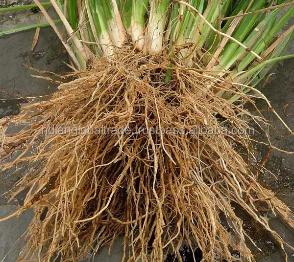 and physical exhaustion and is also used for general aches and