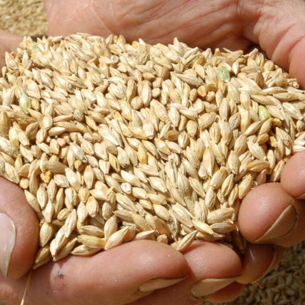 
Ukraine Barley Feed 