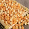 High Quality Natural Yellow Dried Corn from Ukraine