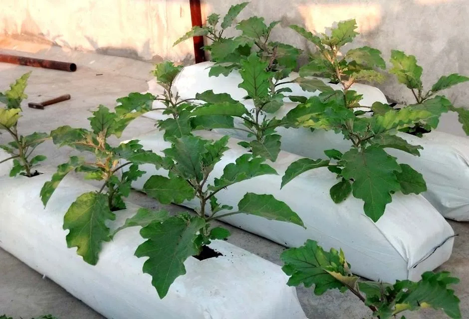 Coir Grow Bags Plastic Growing Bags Whatsapp +84845639639 Buy
