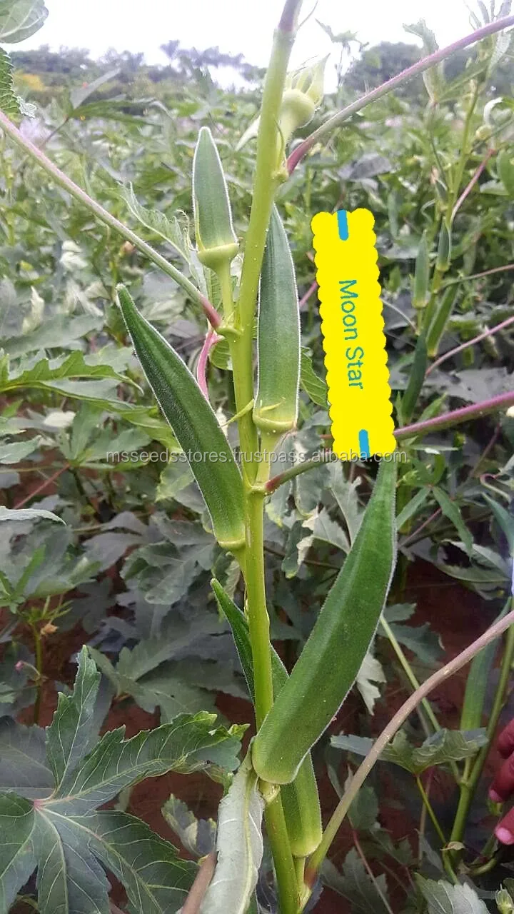 Hana F1 Okra Seeds Buy F1 Hybrid Seeds,Seeds,Okra Seeds Product on