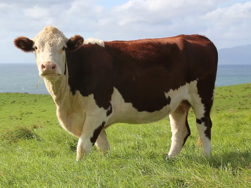 Liquid Molasses For Cattle Feed Cheap Price In Bulk 2020/whatsapp +84