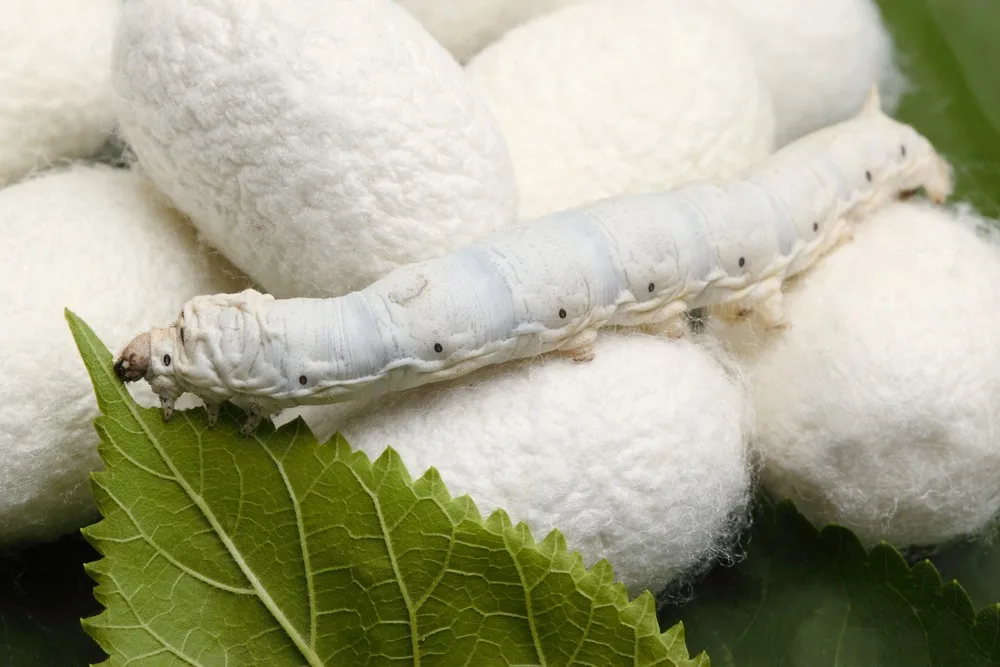skin care silkworm cocoon cut silk cocoon// rachel:  84896436456