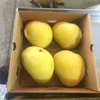 Fresh Banganapalli Mango Export In India To Spain/Turkey/South Africa/Croatia/Portugal