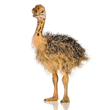 amazing mature ostrich birds and pairs babies ostriches for
