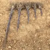 walnut seedlings