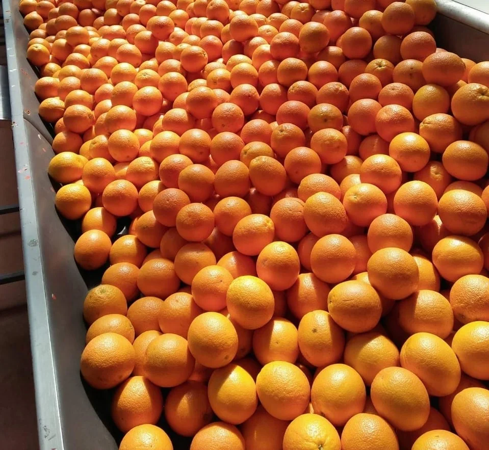 
Low Price For Fresh Orange Fruit Wholesale Valencia Navel Orange 