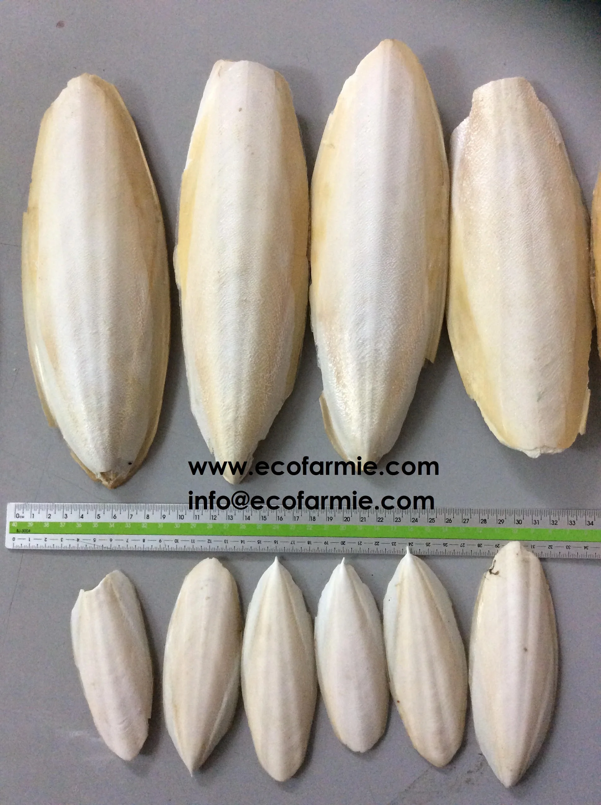 
Cuttlefish bones for making chitosan/ Dried cuttlefish bone big size/ Dry cuttlebones 