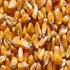 /product-detail/grade-1-white-and-yellow-corn-maize-62005570881.html