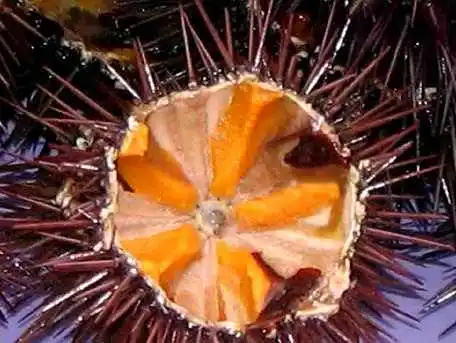 
SEA URCHIN ROE 