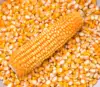 CHEAP YELLOW CORN / MAIZE FOR ANIMAL FEED