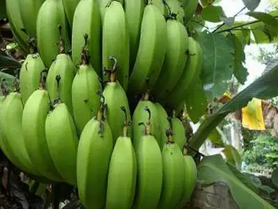 
FRESH GREEN PREMIUM QUALITY BANANAS/VIETNAM BANANA/Whatsapp: +84 845 639 639 in 2020 
