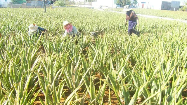 Aloe Vera Leaves For Good Skin From Vietnam - Buy Bio Aloe Vera,Aloe ...