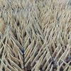 DRY FISHMAW FOR ANTI AGING WITH BEST PRICE