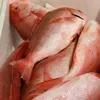 Whole round seafood frozen red snapper fish