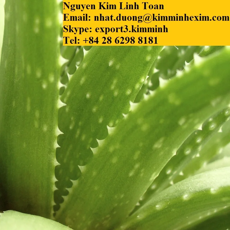 ALOE VERA LEAVES .jpg
