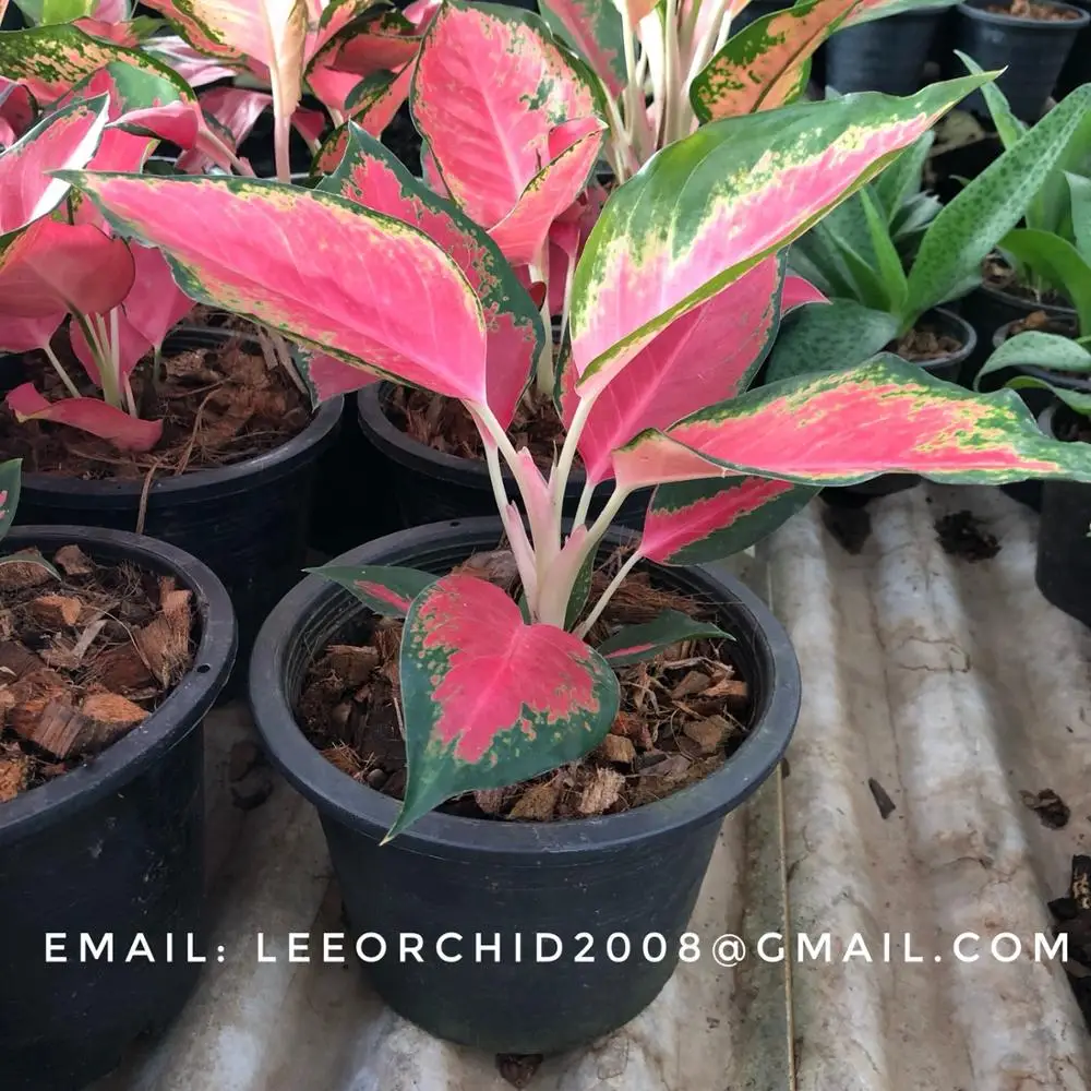 
Wholesale Aglaonema Pot Plants in Thailand @ Best Price Try us!! 