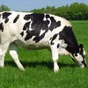 Bulls Simmental Beef Cattle for sale