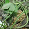 Dried / Fresh Natural Red Clover / Trifolium Pratense L Raw Form for Wholesale