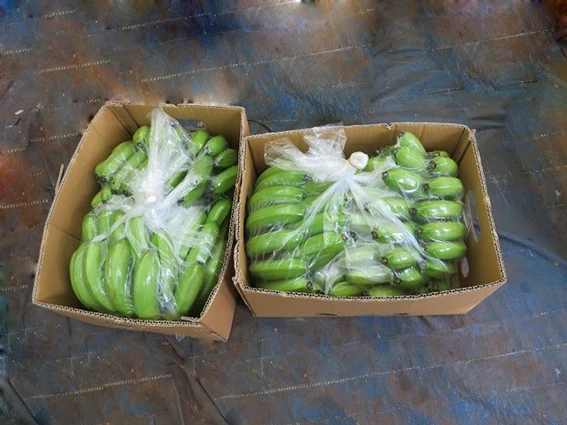 
CAVENDISH BANANA VIETNAM 