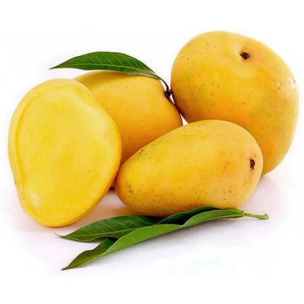 high quality alphonso mango fruit pulp