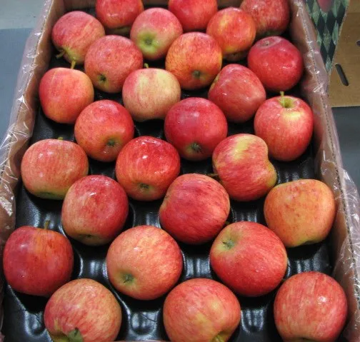 
hot selling good quality red fresh gala apples for wholesale 