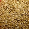 /product-detail/canary-seed-50036470873.html