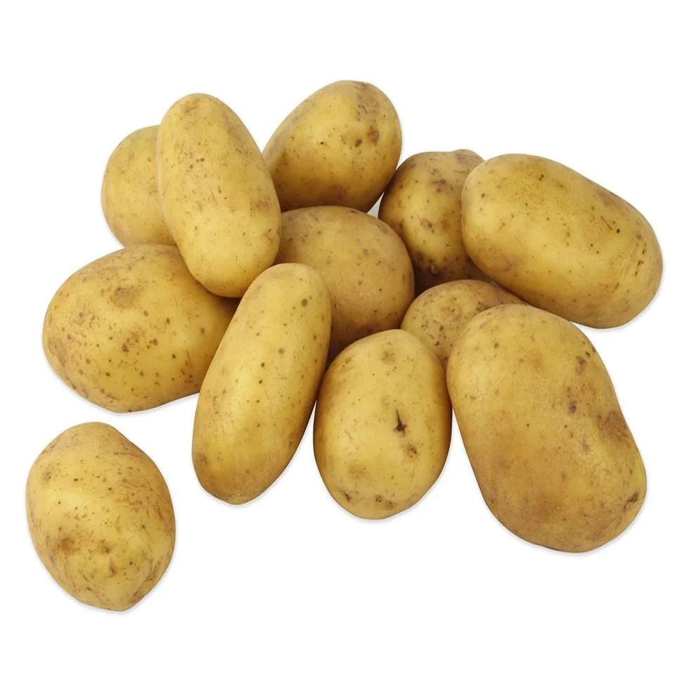 Potatoes picture. Картофель сорта «Russet Burbank». Рассет Бербанк сорт картофеля. Картофель голландка. Юкон Голд картофель.