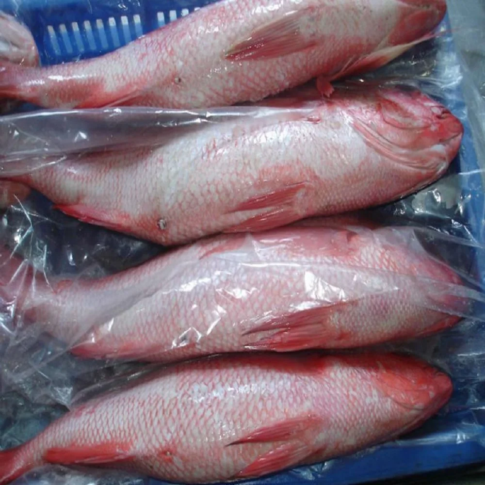 first class frozen red snapper fish for sale