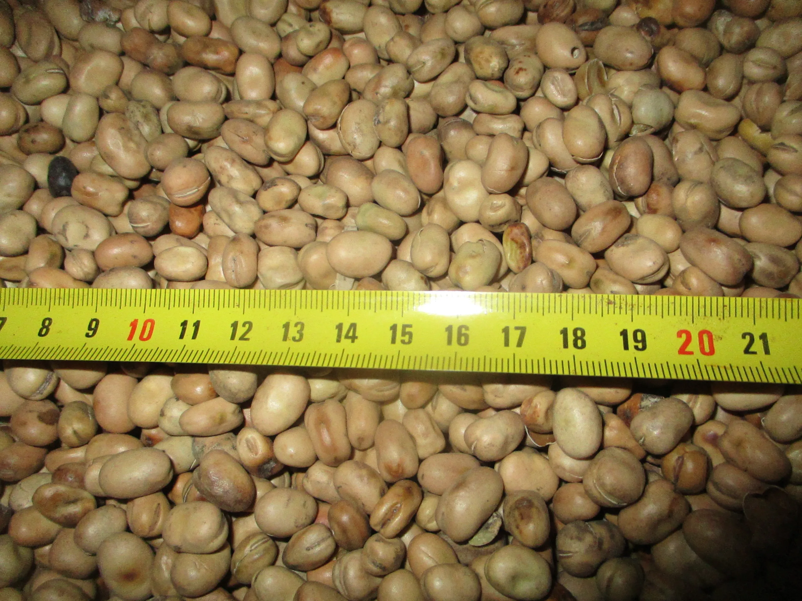 
whole fava beans 