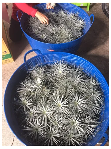 
Best Seller Tillandsia Cotton Candy Houston Air Plant Thailand 