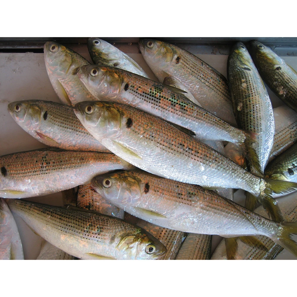dotted gizzard shad fish