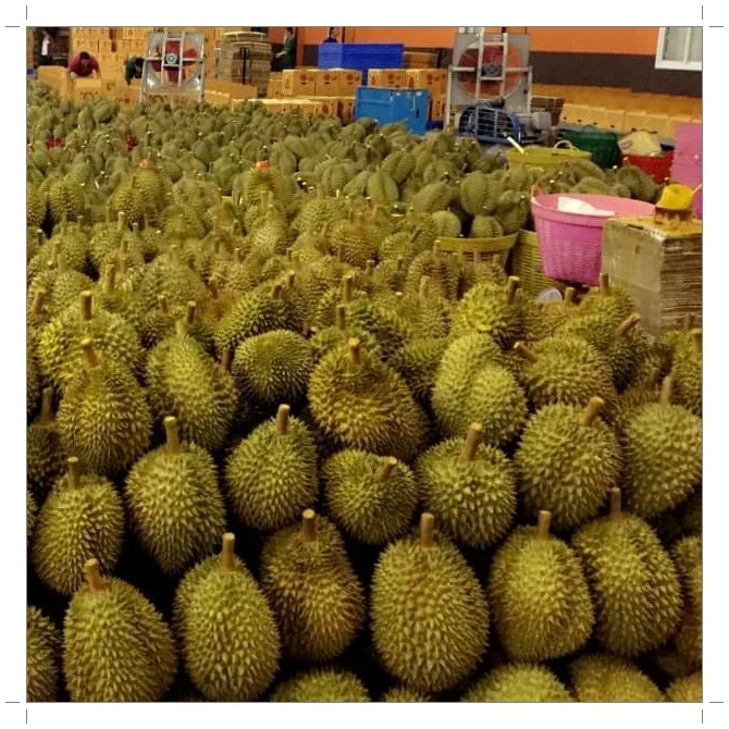
Fresh Durian from Thailand Quality A and B , Fresh Durian fruits for sale 