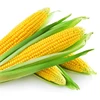 GRADE 1 YELLOW CORN & WHITE CORN/MAIZE FOR HUMAN & ANIMAL FEED FOR SALE