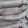 Frozen Squid with the best price & high quality