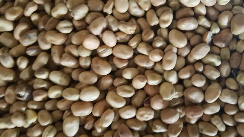 
whole fava beans 