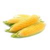 Quality fresh sweet corn in bulk