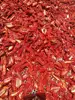 level a sun dried tomato with low prices
