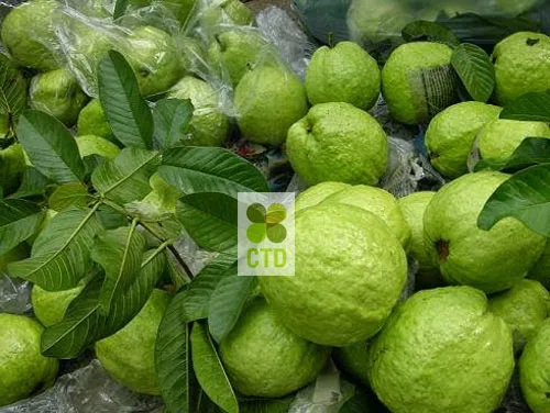 Guava_CTD Int (11).jpg