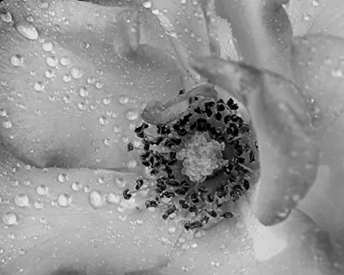 Rain Drops Water Drops Macro Photography Dreamy Dandelion Flower Photographic Print Bathroom Decor Modern Bathroom Wall Art Bathroom Wall Picture