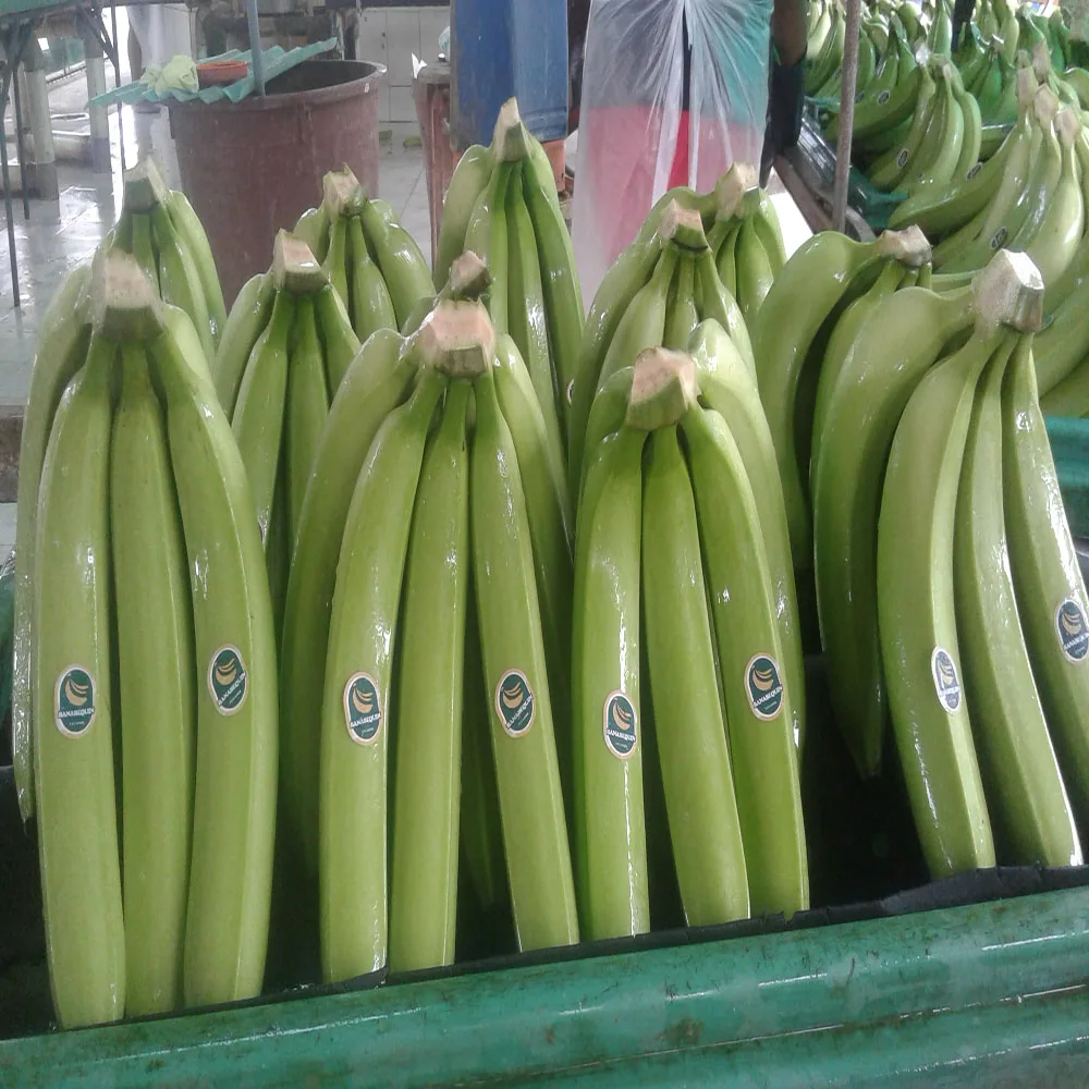 
BANANAS from Ecuador 
