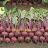 HOT SALE BEETROOT HIGH QUALITY