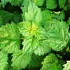 Patchouli Oil 1st / Pogostemon Cablin Oil