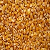 Dry Maize/Dried Yellow Corn/Dried Sweet Corn Best Price