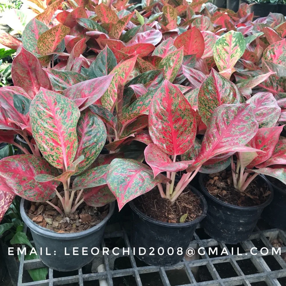 Wholesale Aglaonema  Pot Plants In Thailand  Best Price 