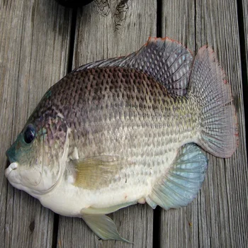 red tilapia fish for fish fillet