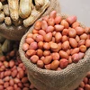 Viet Nam High Quality Peanuts/ Whatsapp: +84 37 233 2980