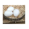 Import Hen eggs in white